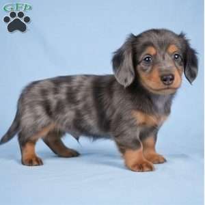Bella, Dachshund Puppy
